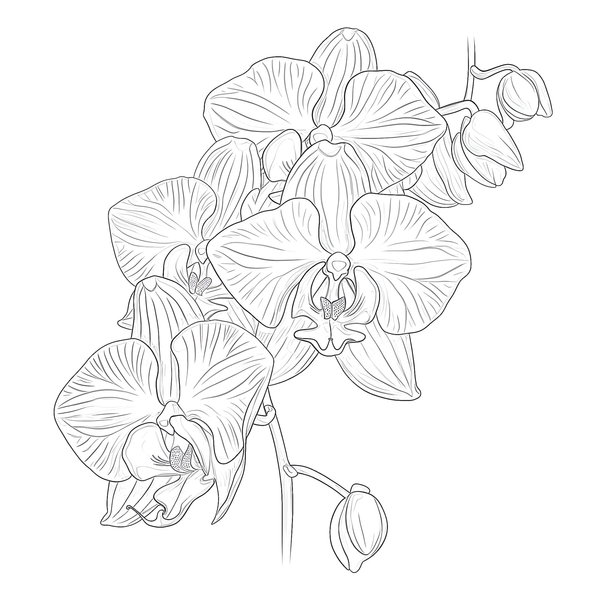 Orchids Coloring Page Coloring Pages Mimi Panda