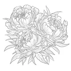 Peony Flowers - Printable Coloring page