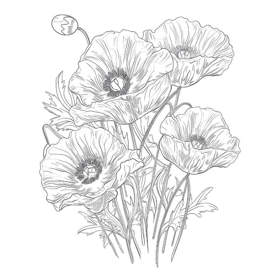 Poppy Flowers Coloring Page