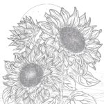 Sunflowers Coloring Page