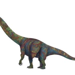 Tapuiasaurus - Origin image
