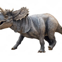 Nasutoceratops - Origin image
