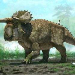 Parasaurolophus - Origin image