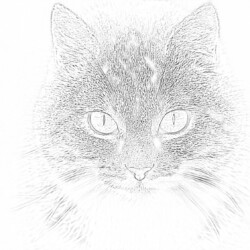 Cat - Printable Coloring page