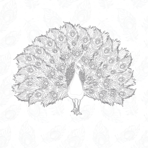 Peacock - Coloring page