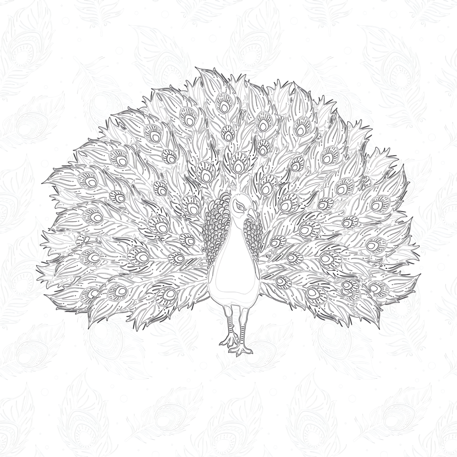 Peacock - Coloring page