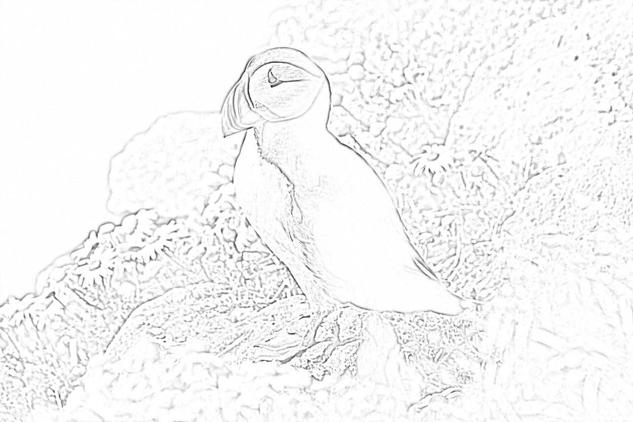 Atlantic Puffin coloring page