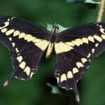 Butterfly - Origin image