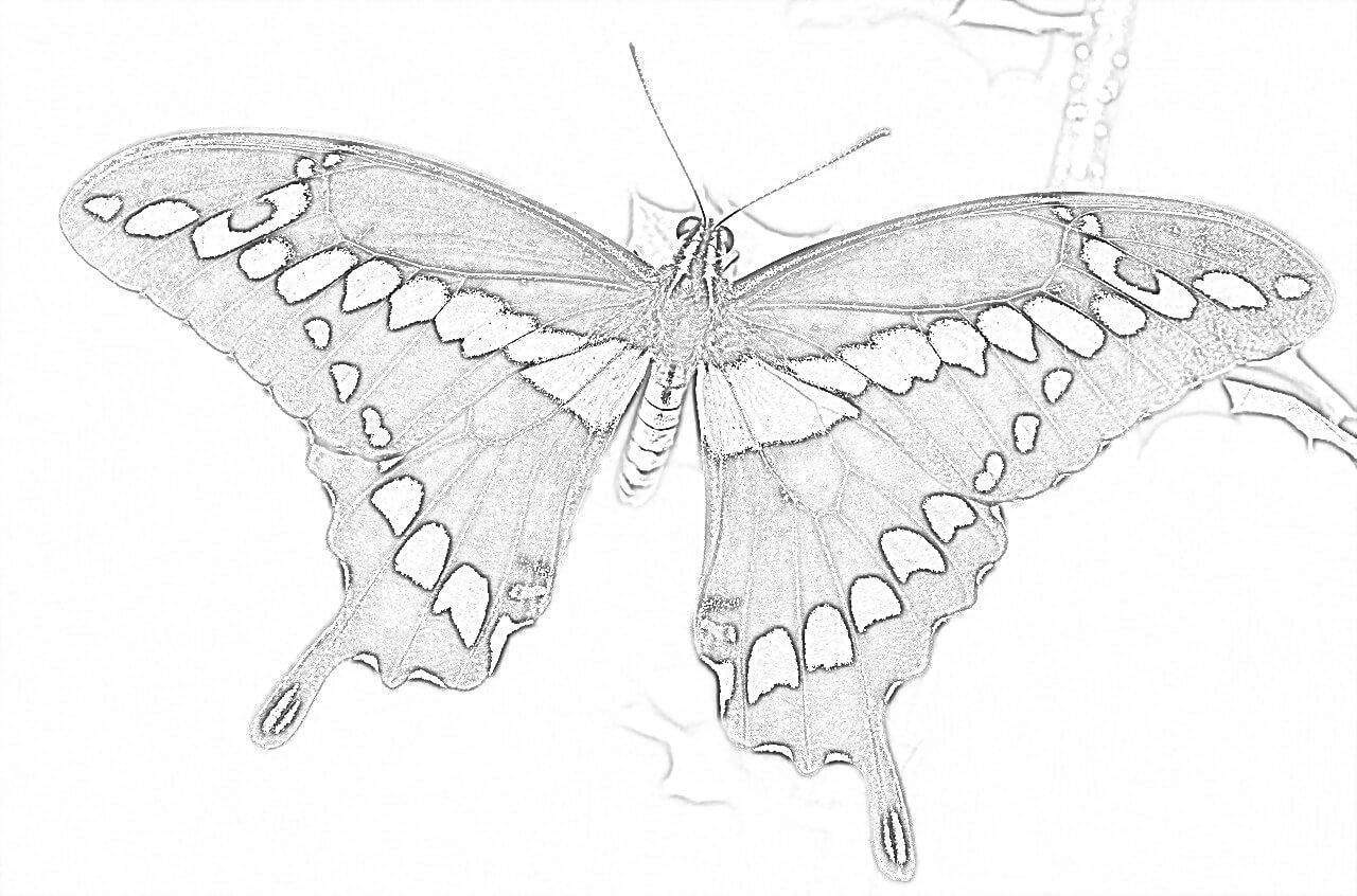Butterfly Coloring Page