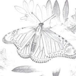 Monarch Butterfly - Printable Coloring page