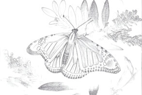 Monarch Butterfly - Coloring page