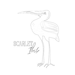Scarlet Ibis - Printable Coloring page