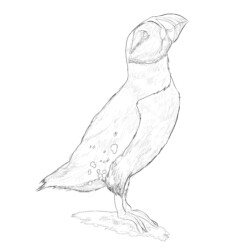 Atlantic Puffin - Printable Coloring page