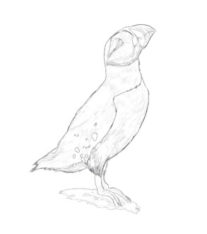 Atlantic Puffin - Coloring page