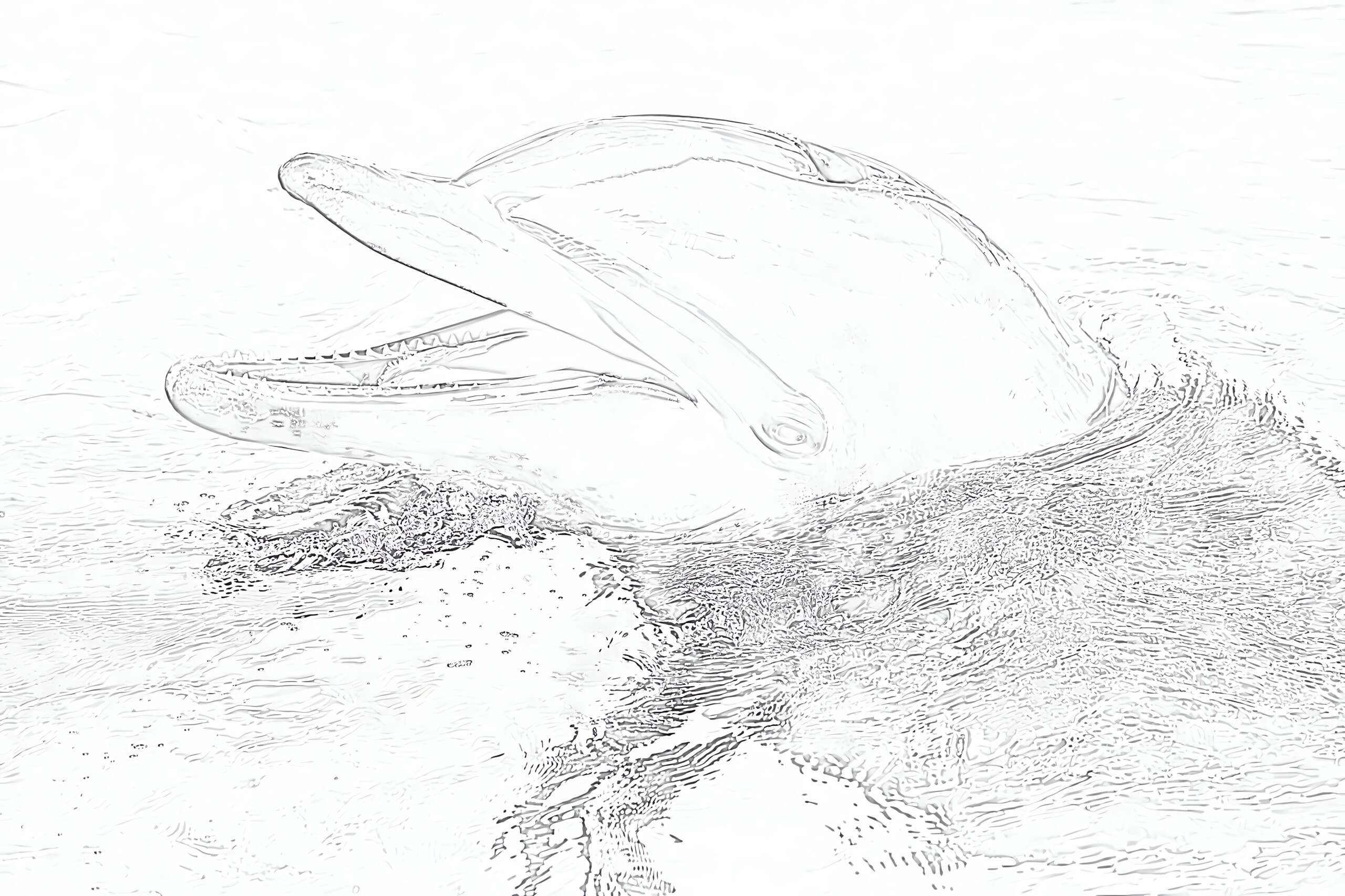Dolphin - Coloring page