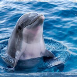 Dolphin - Origin image