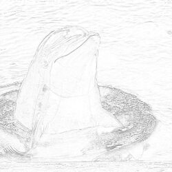 Dolphin - Coloring page
