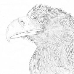 Eagle - Coloring page