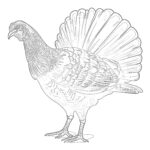 turkey coloring page