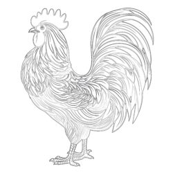 Rooster - Printable Coloring page