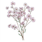 Gypsophila Flowers Coloring Page 2