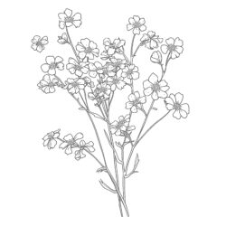 Gypsophila flowers - Printable Coloring page