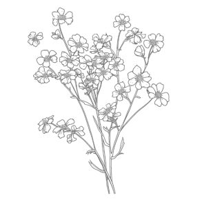 Gypsophila Flowers Coloring Page