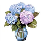 Hydrangea Flower Coloring Page 2