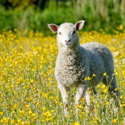 Lamb - Origin image