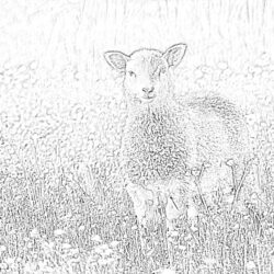 Sheep - Coloring page