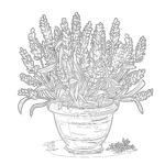 Lavender Coloring Page