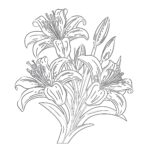 Lily Coloring Page