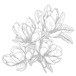 Magnolia - Printable Coloring page