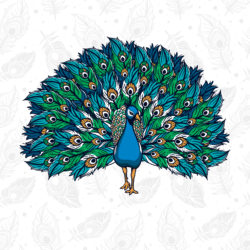 Peacock - Origin image