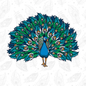 Peacock - Original image