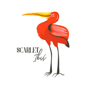 Scarlet Ibis - Original image