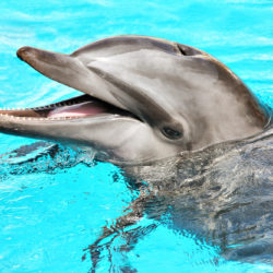 Dolphin - Origin image