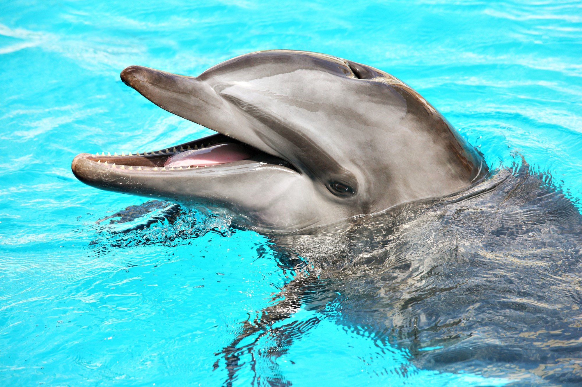 Dolphin - Original image
