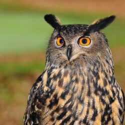 Owl - Origin image