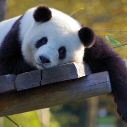 Panda - Origin image