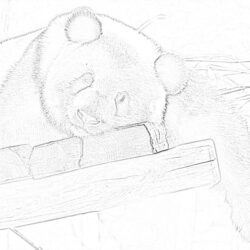 Panda - Printable Coloring page