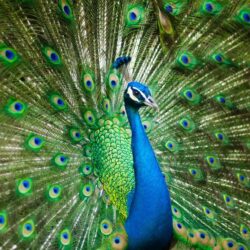 Peacock - Origin image