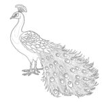 peacock coloring page