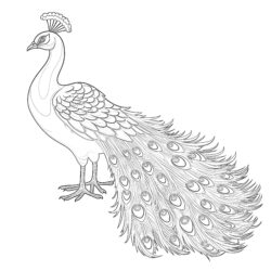Peacock - Printable Coloring page