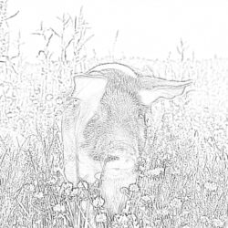 Pig - Printable Coloring page
