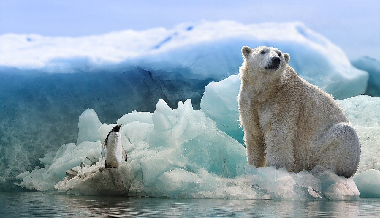 Polar Bear - Original image