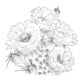 Queen of the Night Cactus Coloring Page