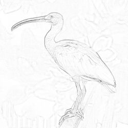 Kingfisher bird - Coloring page