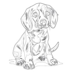 Perro Beagle Página Para Colorear - Página para colorear