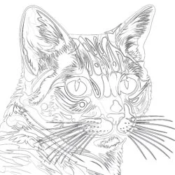 Cat Pop-Art Coloring Page - Printable Coloring page
